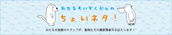 おたるすいぞくかんのちょいネタ