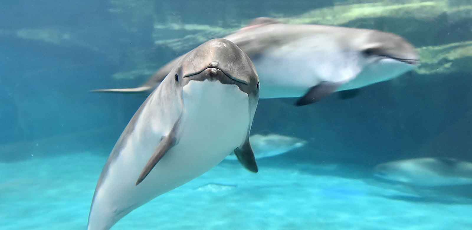 おたる水族館